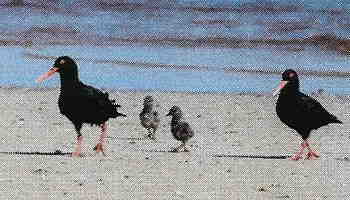 A pair of Oystercatchers and two chicks walking on the beach