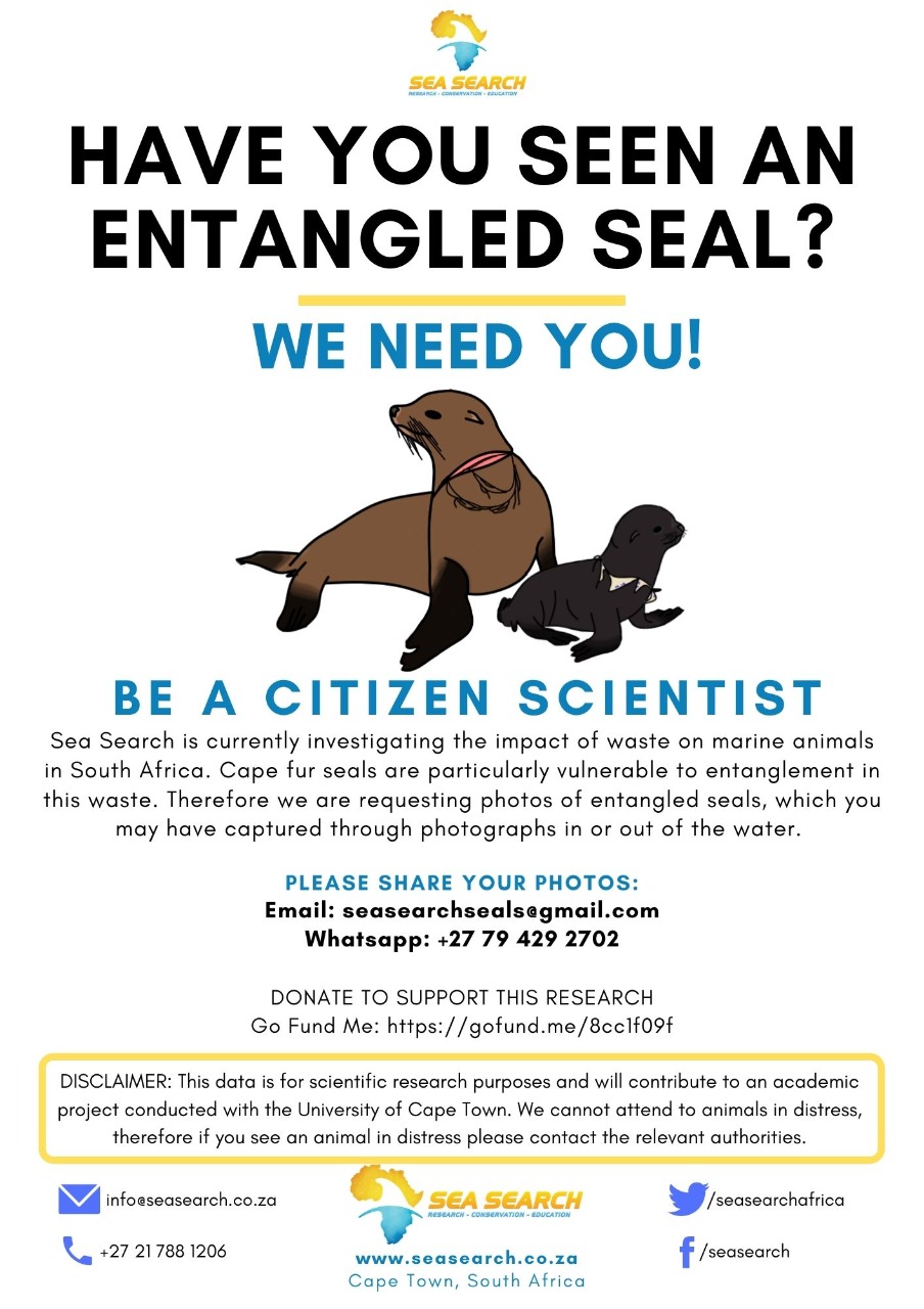 entangled seal watch